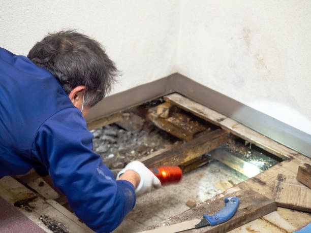 Best Industrial Mold Remediation in Kensington, MD