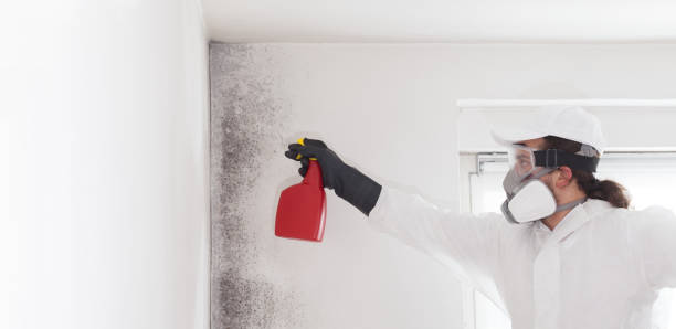 Best Insurance-Related Mold Remediation in Kensington, MD