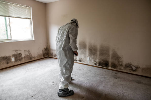 Best HVAC Mold Remediation in Kensington, MD